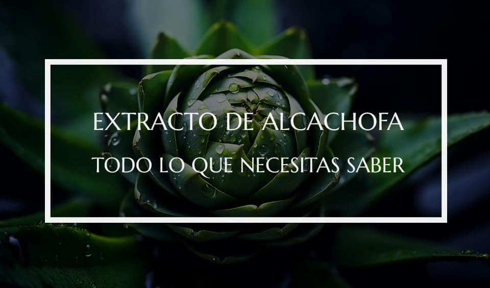 Beneficios de cápsulas de alcachofa para tu salud